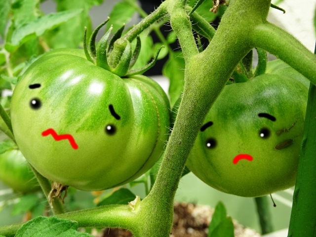 困った顔の野菜