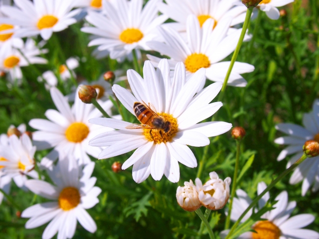 花の蜂